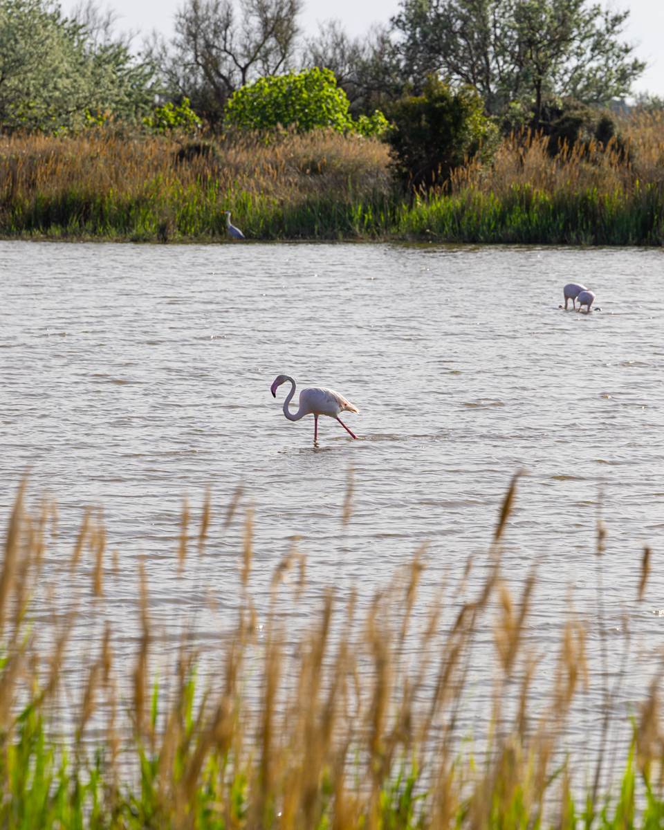 Flamants roses dans un étang en Camargue.